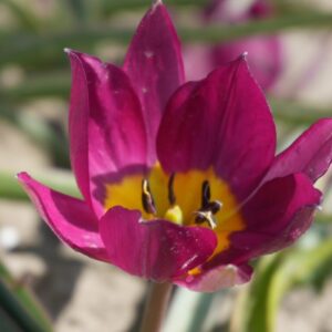Tulipa humilis 'Persian Pearl'